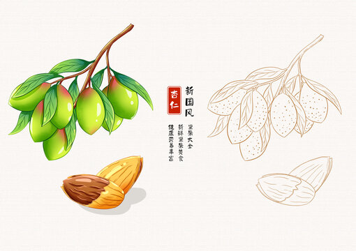 巴旦木插畫包裝