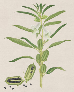 黑芝麻