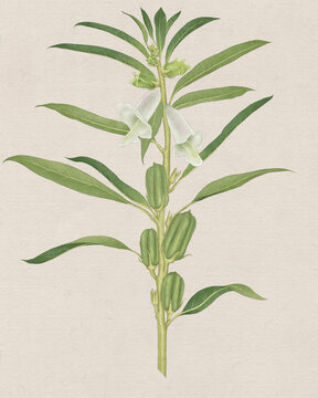 芝麻植株