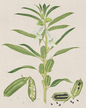 芝麻