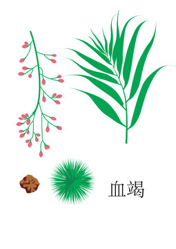 血竭