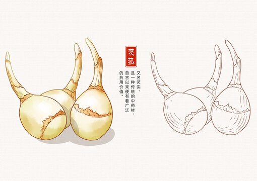 茨菰插畫手繪