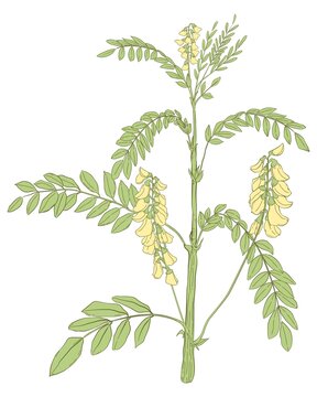 黃芪