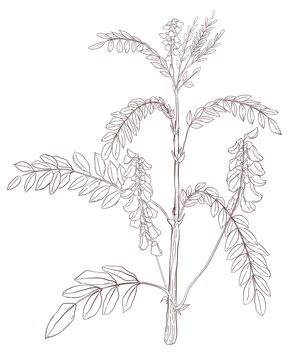 黃芪