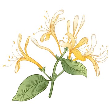 金銀花