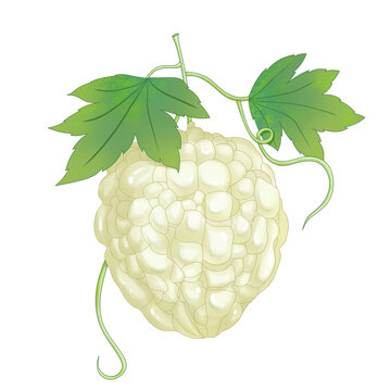 蔬菜白玉苦瓜