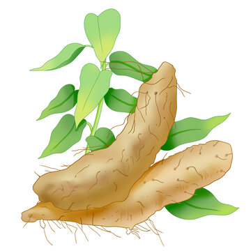 蔬菜姜薯