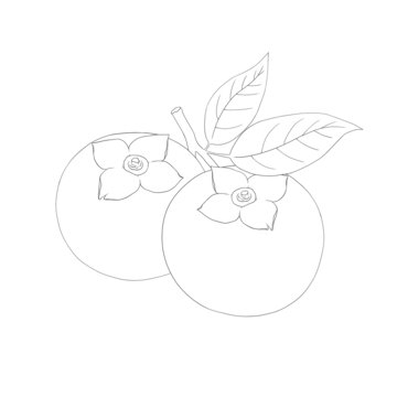 柿子線稿