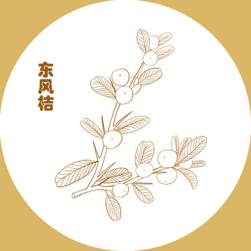 手繪中藥東風(fēng)桔線稿