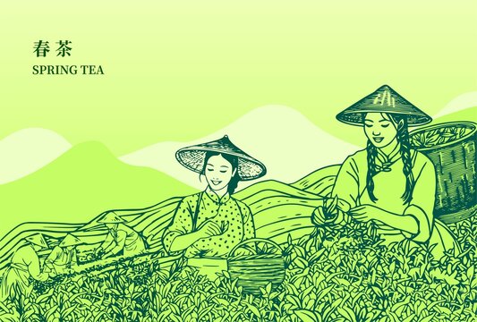 春茶采茶女