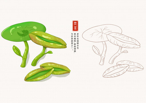 莼菜插畫(huà)手繪