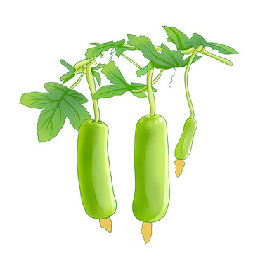 蔬菜蒲瓜
