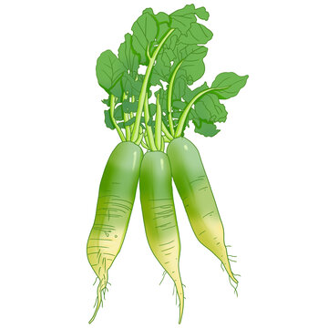 蔬菜青蘿卜