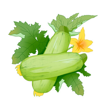 蔬菜西葫蘆
