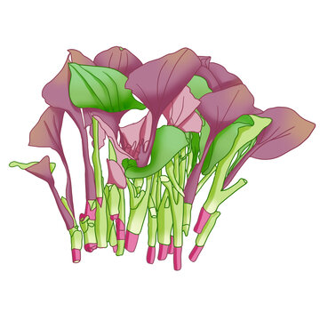 蔬菜魚腥草