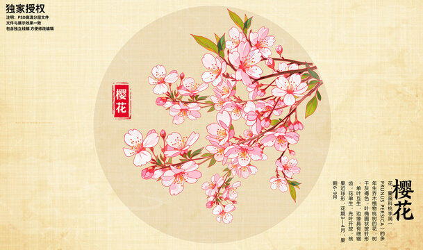 櫻花