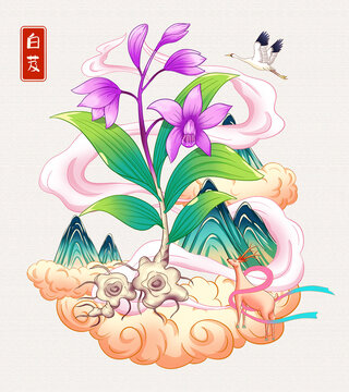 白芨插畫手繪