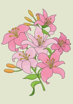 百合花矢量插畫