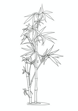 竹子線稿