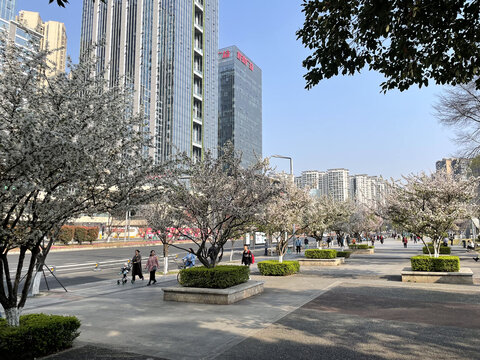 成都春日都市里的櫻花盛景