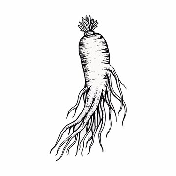 矢量人參插畫