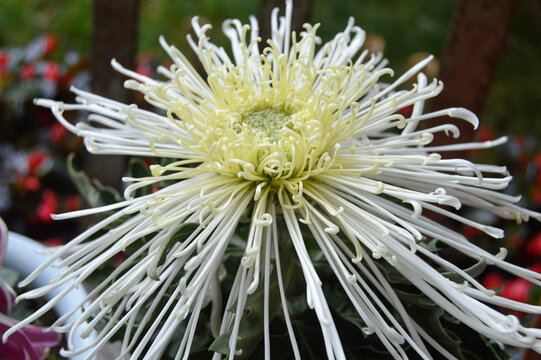 菊花