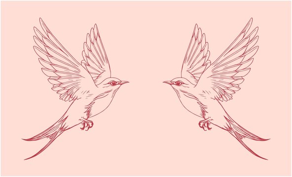 燕子插畫