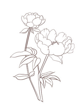 白芍藥