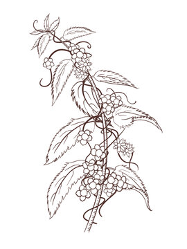 菟絲子