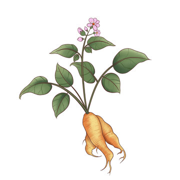葛根