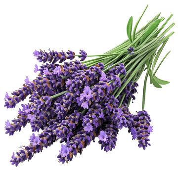 [免摳素材]一束美麗的薰衣草花朵