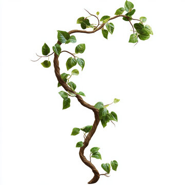 綠色藤蔓植物藝術(shù)