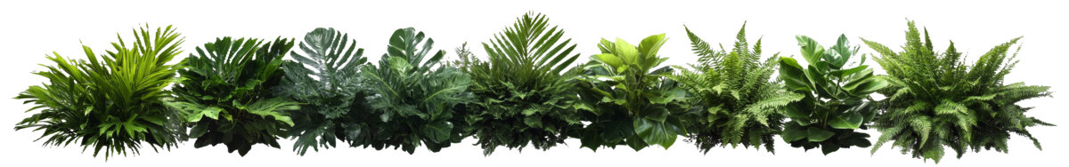 [免摳素材]熱帶植物組合背景圖