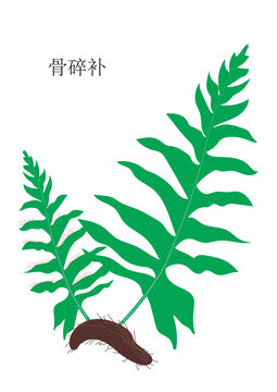 骨碎補