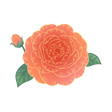 山茶花素材