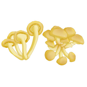 滑子菇