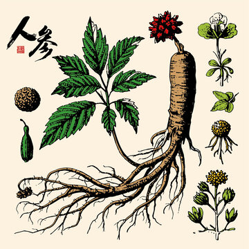 人參