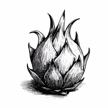 矢量火龍果插圖
