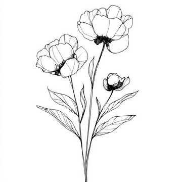花卉線條牡丹