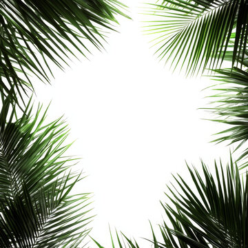 熱帶棕櫚葉框架背景圖