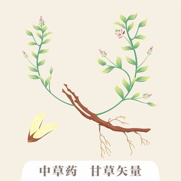 中草藥甘草矢量插畫