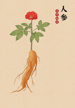 人參