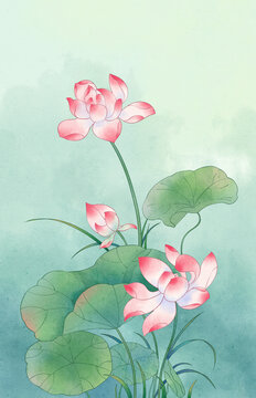 荷花插畫