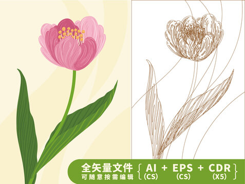盛開的粉色郁金香