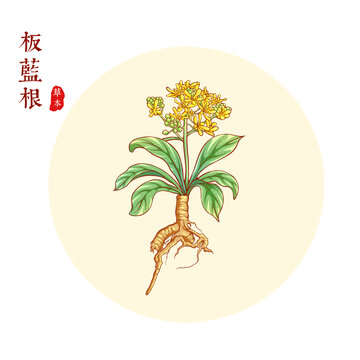 板藍根