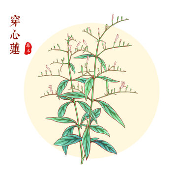 穿心蓮