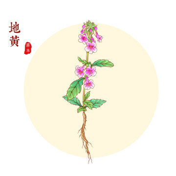 地黃
