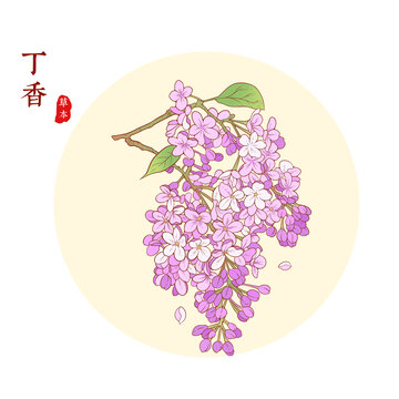 丁香