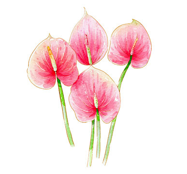 原創(chuàng)水彩插畫之花燭