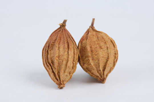 砂仁果